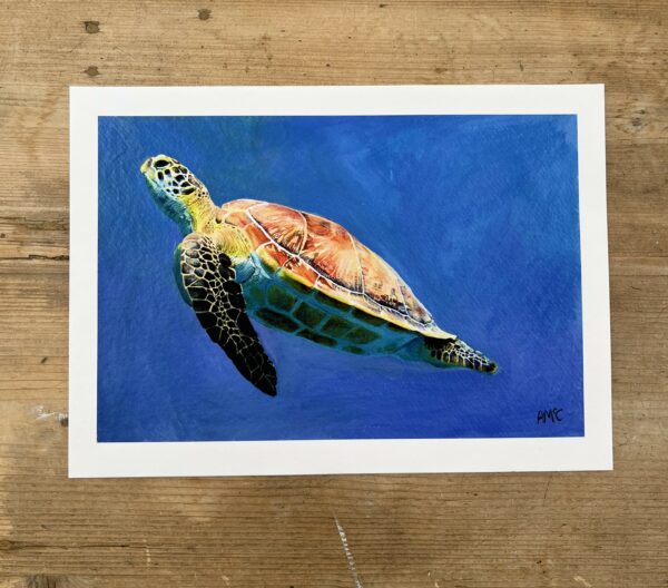 A4 Turtle Giclee Print