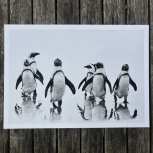 Penguin Parade – 2026 Limited Edition A3 Giclee Print